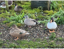 Blonde Blue Winged Teal